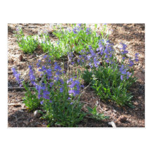 GebirgsWildblumen-Postkarte