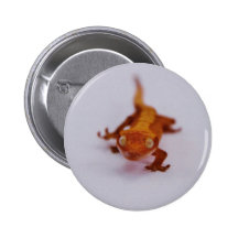 Gecko-Nahaufnahme mit Haube Buttons
