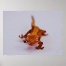 Gecko-Nahaufnahme mit Haube Plakat