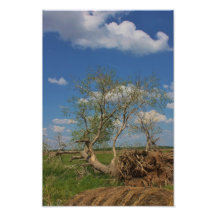 Gefallenes Baum-Foto