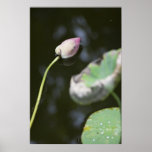 Gefallenes Lotus Plakat