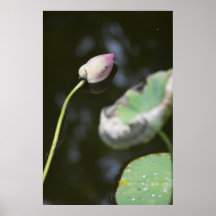 Gefallenes Lotus Plakat