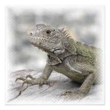 Gehörnte Leguan-Einladung