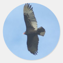 Geier-Vogelkunde Runde Aufkleber