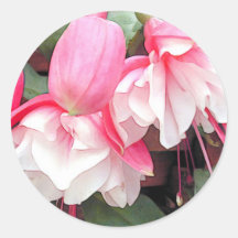 Gekräuselte rosa u. weiße Fuchsien Aufkleber