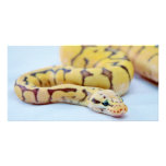Gelb-und Kugel-Pythonschlange 2 Personalisierte Photo Karte