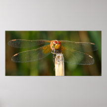 Gelb-winged Darter-Libelle Posterdrucke