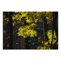 Gelbe Ahorne im Herbst Fotodrucke