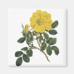 Gelbe Blume Magnete