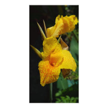gelbe Blumen der Blumen Fotokartenvorlagen