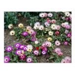 Gelbe Blumen des Mesembryanthemum (Eis-Pflanze) Postkarten
