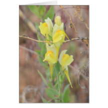 Gelbe Blumen-Karte