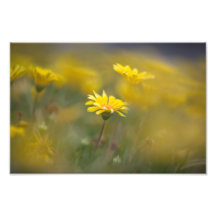 Gelbe Blumen Kunst Fotos