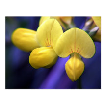 Gelbe Blumen Postkarten