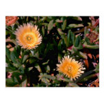 Gelbe Eis-Pflanzen-Blumen Postkarten