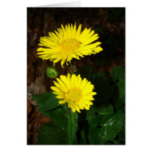 Gelbe Gänseblümchen Karten