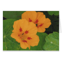 Gelbe hawaiische Blumen-Tau-Tropfen-Gruß-Karten