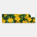 gelbe Sumpfringelblumen-Blumen Autoaufkleber