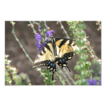 Gelbe Swallowtail Schmetterlings-Fotografie