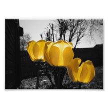 Gelbe Tulpen Fotos