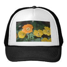 Gelbe und orange Mohnblumen-Blumen Kultcaps