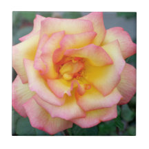 Gelbe und rosa Rosen-Fliese