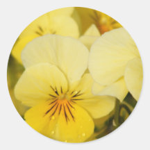 Gelbe Violas (Stiefmütterchen) Runde Aufkleber