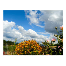Gelbe Wildblumen Postkarten