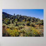 gelbe Wüsten-Blumen, Anza Borrego Wüsten-Staat P Posterdrucke