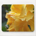 Gelber Hawaii-Hibiskus (mit einem wenigen Tau) Mousepads