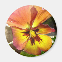 Gelber Pansy Magnete