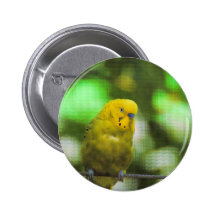 Gelber Parakeet Buttons