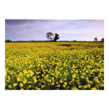 gelber Raub stellt, Cambs, England-Blumen auf Ankündigungen