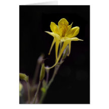 Gelbes Columbine Grußkarten