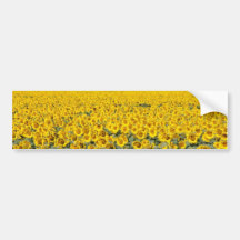 gelbes goldenes Feld der Sonnenblumen, Manitoba-Bl Autosticker