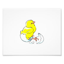 gelbes Huhn, das Baby chick.png ausbrütet Photographien