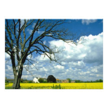 gelbes Humberside, ölrapsfeld in der Blume, Einladungskarte