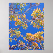 Gelbes Poinciana Poster