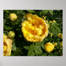 Gelbes Rosen-Plakat