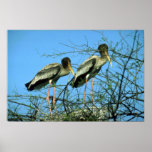 Gemalte Störche im Nest Plakatdrucke