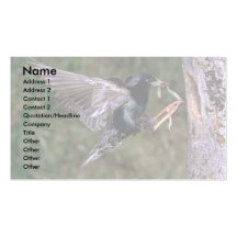 Gemeiner Starling mit Wurm Visitenkarten