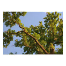 Gen Himmel Baum Individuelle Einladungen