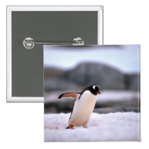 Gentoo Pinguin Anstecknadel