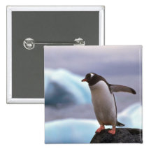 Gentoo Pinguin Anstecknadel