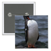 Gentoo Pinguin Anstecknadelbuttons