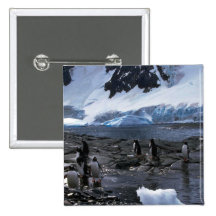 Gentoo Pinguine Buttons