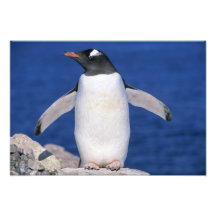 Gentoo Pinguinpygoscelis-Papua) Hafen Photographischer Druck