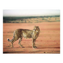 Gepard druckt Einladungen