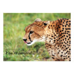 Gepard-Einladungs-Karte