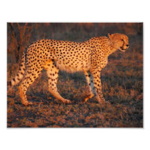 Gepard Südafrika am Sonnenuntergang Photographischer Druck